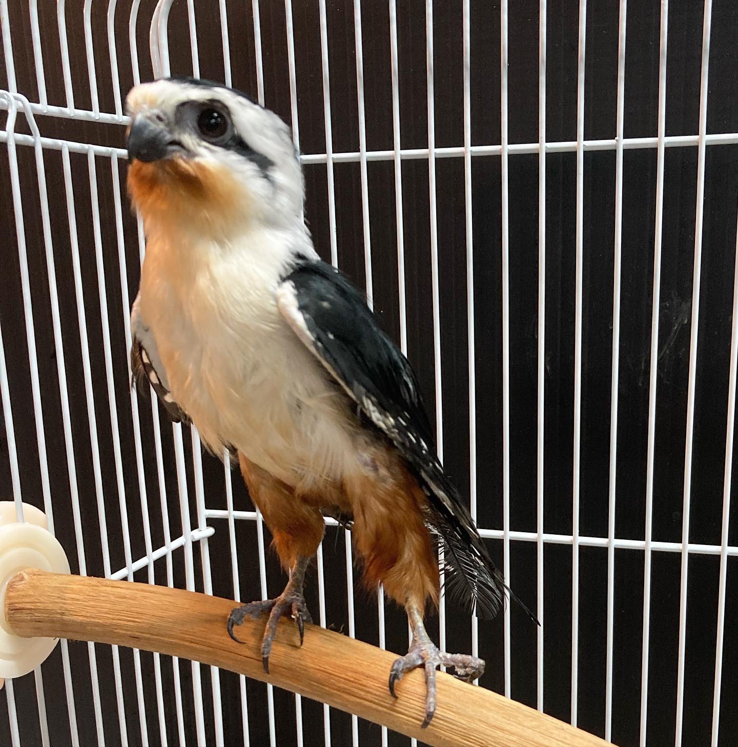 ※hisa　※世界最小猛禽　モモグロヒメハヤブサ hisa ※世界最小猛禽 モモグロヒメハヤブサ hisa様専用 ※世界最小