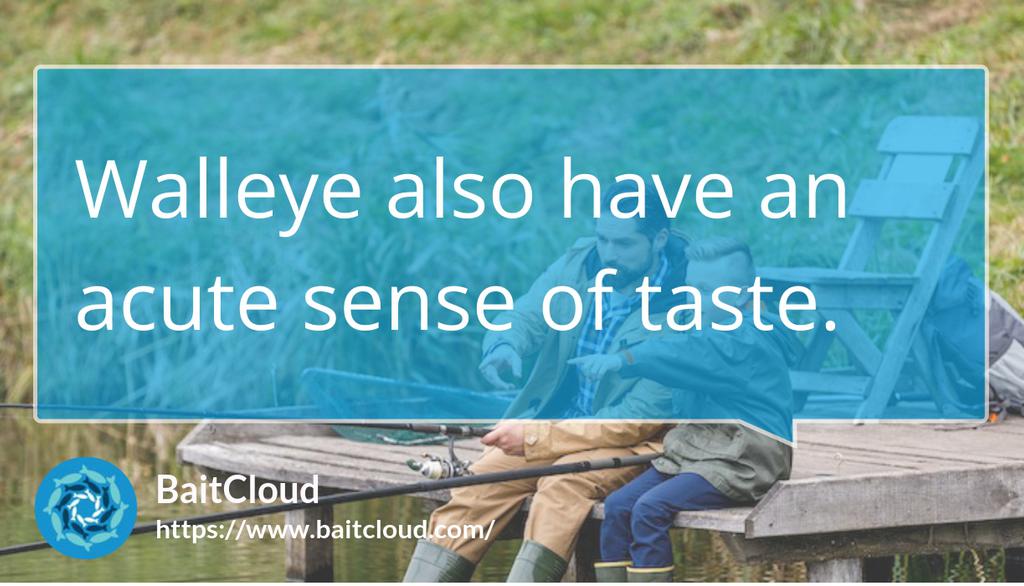 BaitCloud Fishing Corporation tweet media