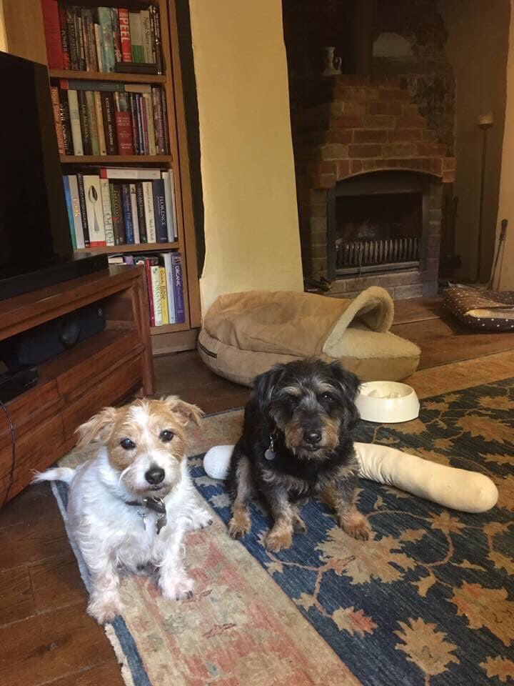 molliepug2's tweet photo. It’s been the longest, saddest 2.5 years since both of these dogs went missing, near St.Austell, Cornwall.  Very little hope now, but please share: https://t.co/agE2lXbWCE