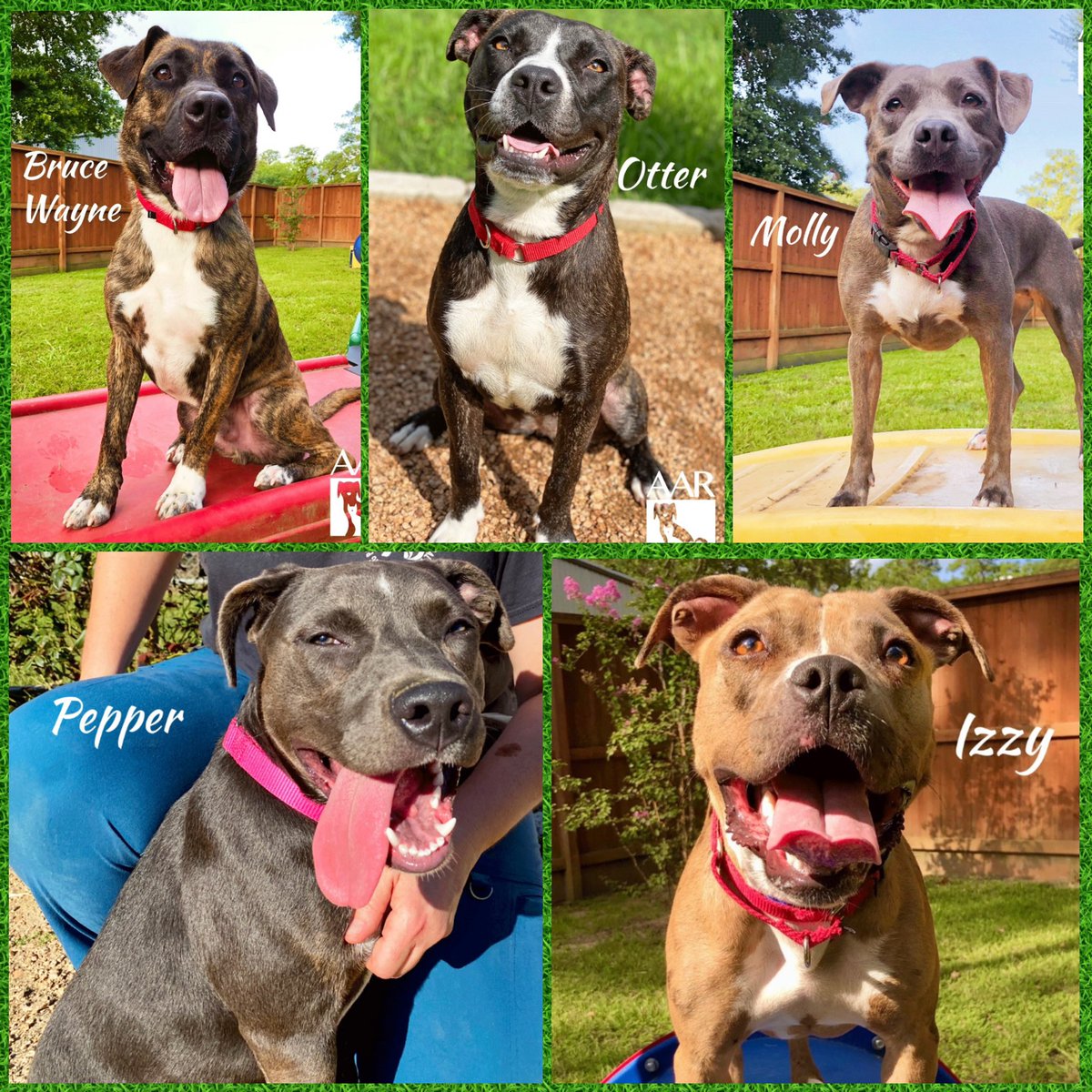 October is National Pit Bull Awareness Month! We wanted to spotlight our amazing pibbles that are available for adoption. I mean look at these smiles!! These pups will provide so much love and endless kisses 😘 #pibbles #pitbull #adoptme #adoptables #PitBullAwarenessMonth