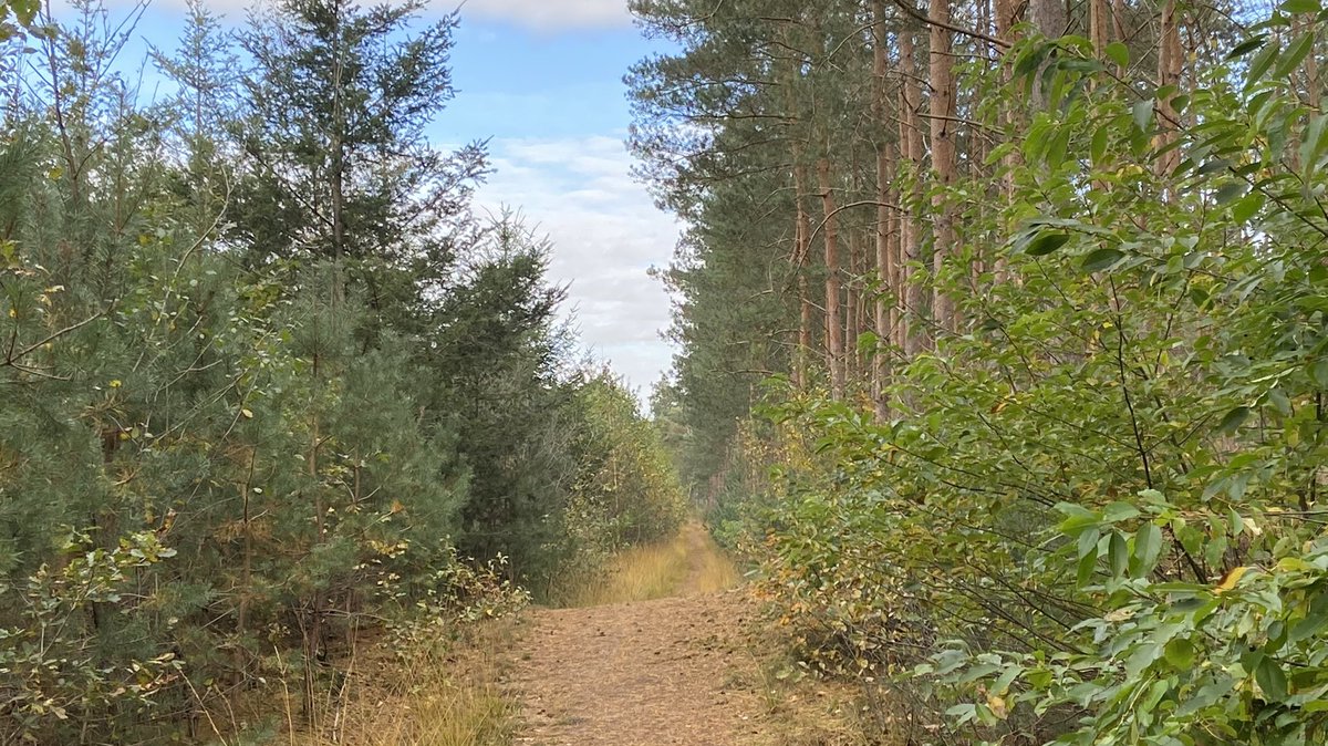 mveldhuis76's tweet photo. De #Ophovensezandberg. Heideontginningsbos van eind 19e eeuw. Vooral #groveden . Een soort die goed groeit op schrale, dek- en #stuifzanden, waar anderen minder makkelijk op gang kwamen op een arme, droge #bodem. #noordbrabant #herbebossing #cultuurlandschap #heideontginning https://t.co/XIODaQTtSi