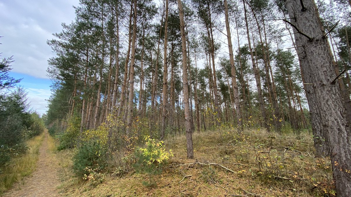 mveldhuis76's tweet photo. De #Ophovensezandberg. Heideontginningsbos van eind 19e eeuw. Vooral #groveden . Een soort die goed groeit op schrale, dek- en #stuifzanden, waar anderen minder makkelijk op gang kwamen op een arme, droge #bodem. #noordbrabant #herbebossing #cultuurlandschap #heideontginning https://t.co/XIODaQTtSi