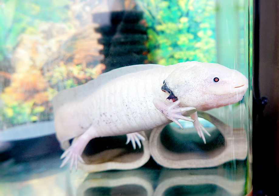 ウーパータッチチャンスはこーゆー時です！ | ウパだより／クスミ