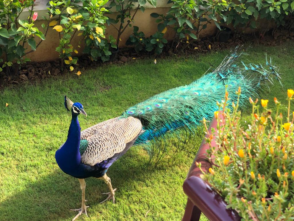 RwaMarbella's tweet photo. So the National Bird of our country and such a beautiful one came to say good morning to us!

#Marbella #Home #Beautiful #Morning #NationalBird @Peacock #Lovely https://t.co/ax3g7COW0P