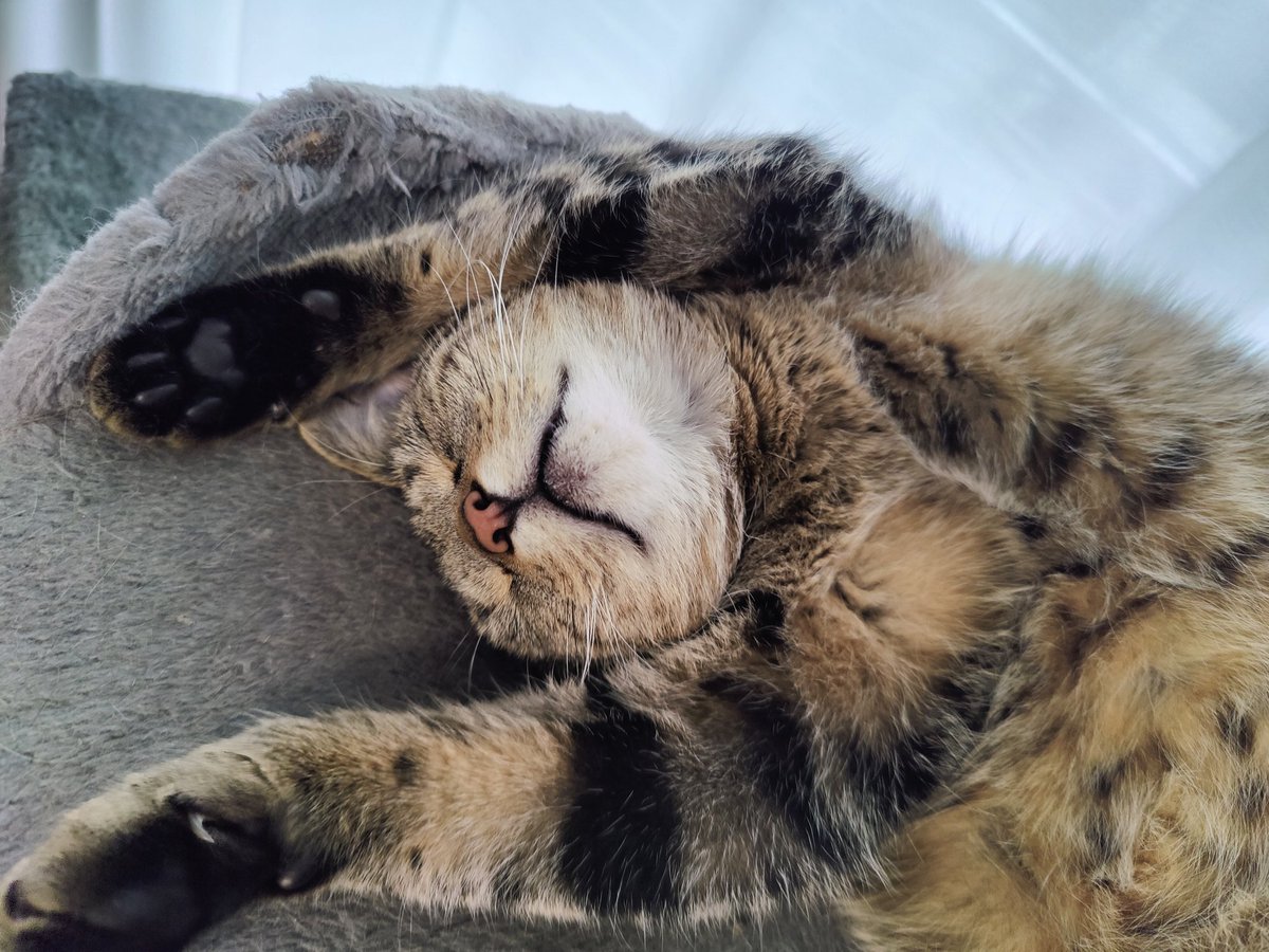 Uups... Fast den Reminder für #doppelpath verschlafen! Wie immer sonntags 11 Uhr auf dem twitch Kanal von @DaHorsty ! Wir schnacken Mal ein bisschen übers TI diese Woche!