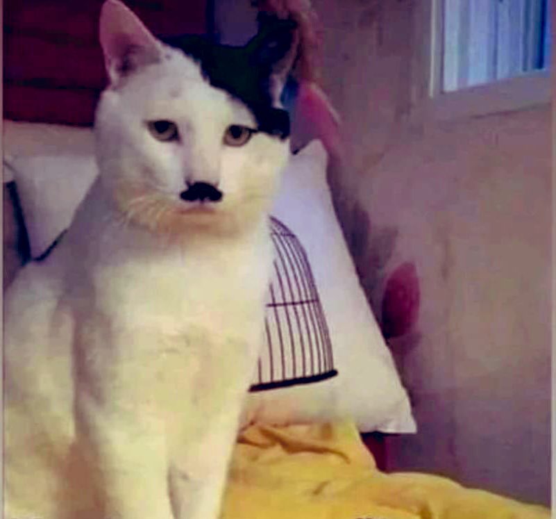 belegijaa's tweet photo. Found this stray cat on the street so I adopted it looks cute… But now every time I come home from work my house smells like gas I checked nothing is leaking and I cleaned cat with shampoo idk what is it🤷🏼 Btw off topic I didnt see my jew neighbours in a while😔 #cat #cute #help https://t.co/xANdvK9EDE