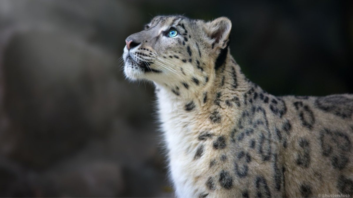 UNESCO's tweet image. 🆘 Did you know that 1 snow leopard is killed every day &amp;amp; only about 4K to 7K remain?!

If they thrive, so will countless other species. We need to protect these big cats from mass extinction.

RT if you&apos;re with us! 🐾🐆

#SnowLeopardDay #Caturday