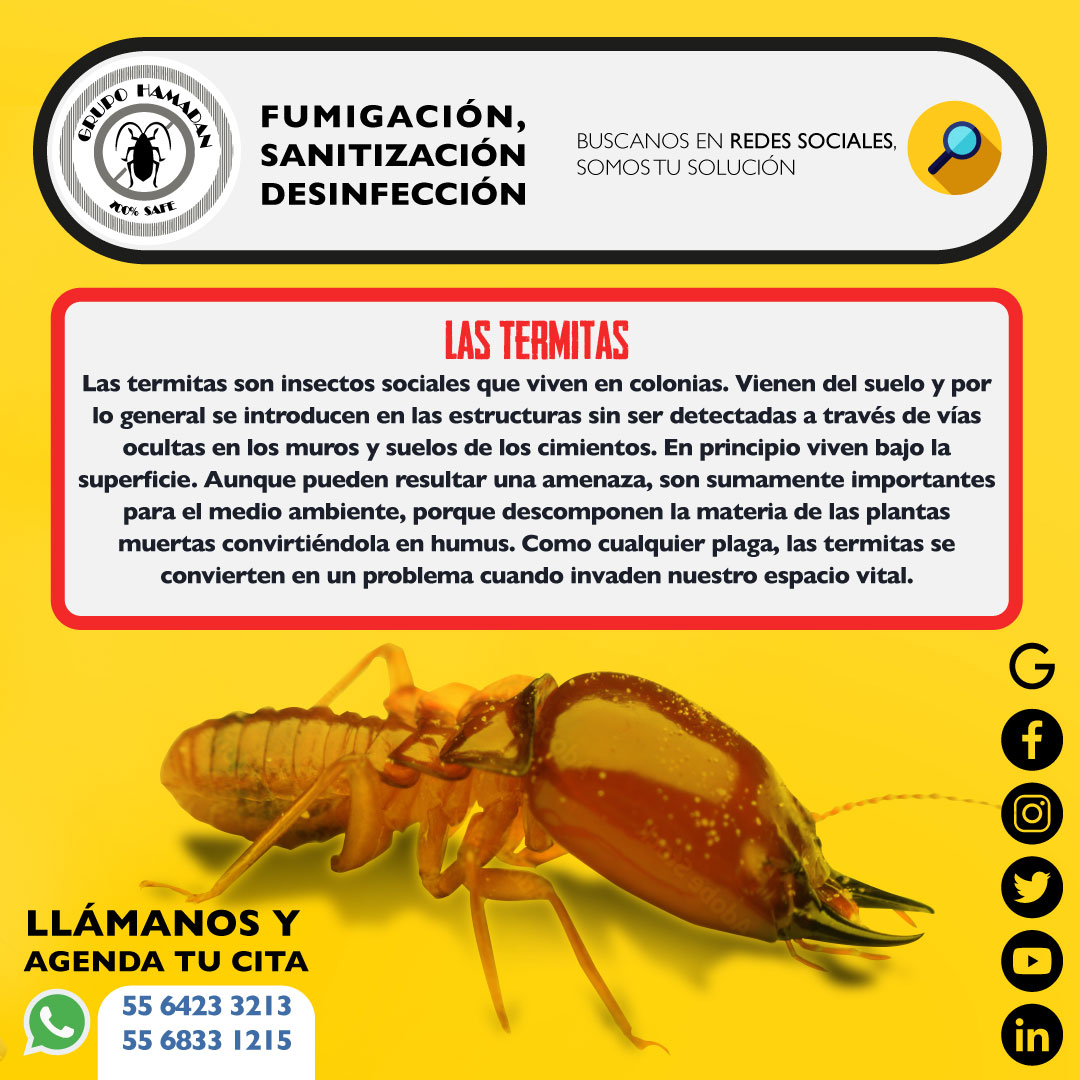 HamadanCv's tweet image. #SabíasQue… Como cualquier plaga, las termitas se convierten en un problema cuando invaden nuestro espacio vital.

#GrupoHamadan #datoscuriosos #mosquito #mosco #antimosquitos #controldeplagas #fumigadora #sanitizacion #desinfeccion #fumigacionservices #plagasyenfermedades
