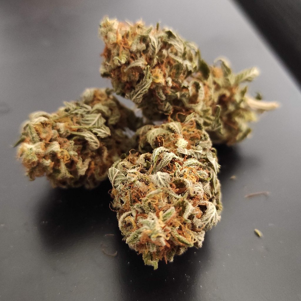 HerbiesSeeds's tweet photo. Ocean waves of excitement and relaxation 🌊
🌿 Phantom OG (Barney's Farm)
⚖️ 650 g/m² indoors / 650 g/plant outdoors
⏳ 55 - 65 days
📷 By: TrickOrTrip (growdiaries)

#herbiesseeds #seedbank #fastbuds #grower #autoflower #feminized #sweetseeds #seeds #dutchpassion #phantomog https://t.co/4XUn0kPyd0