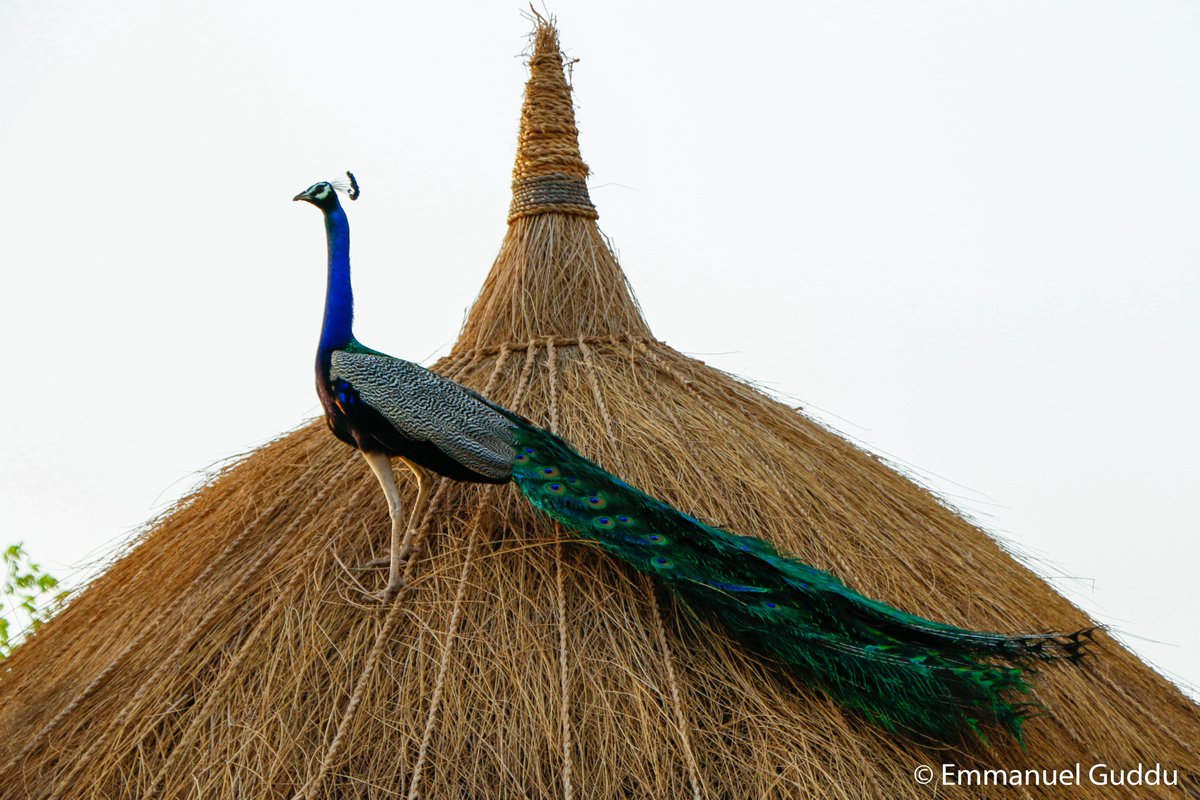 RT @emnpk: Beauty of Creation
Peacock at Hut in Tharparkar Desert of Sindh Pakistan. https://t.co/0bZafnJXX0