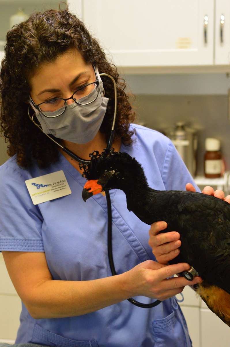 National_Aviary's tweet photo. Interested in majoring in veterinary medicine? Learn about the journey through veterinary school from National Aviary Senior Director of Zoological Advancement and Avian Medicine Dr. Fish. This virtual program takes place Tues. Nov. 9 at 5:30 pm. Register: https://t.co/xZ9w7d0FMf https://t.co/widJcg8LkE