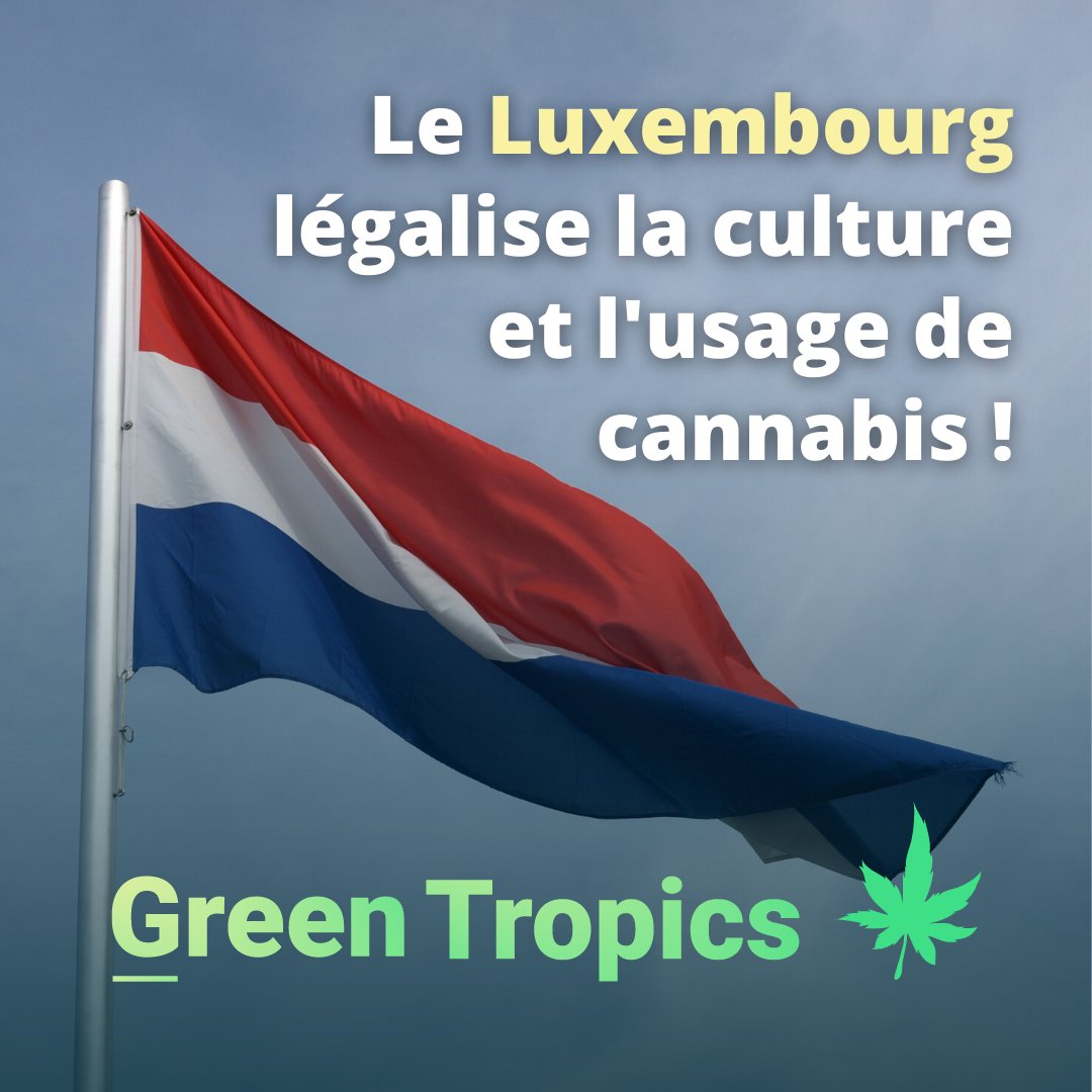 green_tropics's tweet photo. 🇱🇺 #Luxembourg | C'est une première en Europe !

Après plusieurs reports, on n'y croyait plus vraiment. Et porutant... ce 22 octobre, le gouvernement luxembourgeois a officialisé sa volonté d'autoriser la culture (et donc l'usage) du #cannabis. 🍁 #Légalisation https://t.co/hNyEVKKj0e