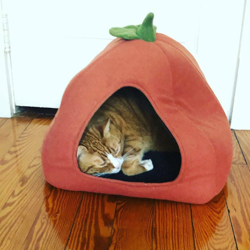 drparrsays's tweet photo. Kelly Cat chillin’ in his pumpkin. Or is he hangin’? It’s difficult to tell. #kellycat https://t.co/truwenSDF3 https://t.co/3YlItXq12u