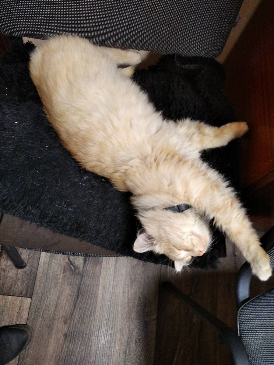 sprt_stanslvski's tweet photo. "Working #Caturday " (c) #cat #кот #CatsofTwittter #catsofinstagram #catelegram #CatWar #cats https://t.co/2uMDAL5fKh