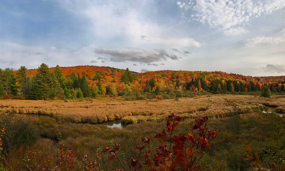 4wildplaces's tweet photo. Big news...We are working to protect more than 5,000 acres in Central Vermont as wilderness! Woodbury Mountain Wilderness Preserve will protect a summit, low-lying wetlands, and 36 miles of headwater streams. More details at https://t.co/vTc9UjnWJt
📸 Wetlands by Zack Porter https://t.co/8NVo4jNQP7