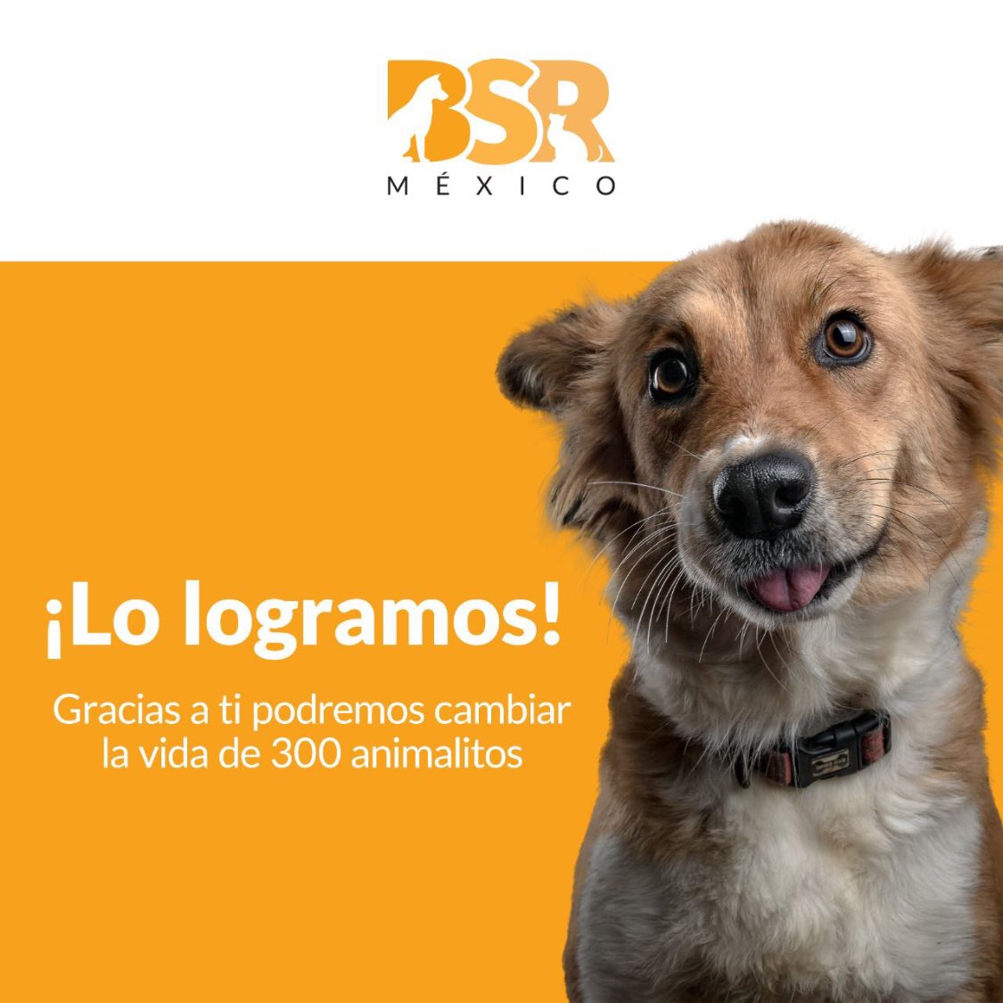 Brigada Sin Raza tweet media