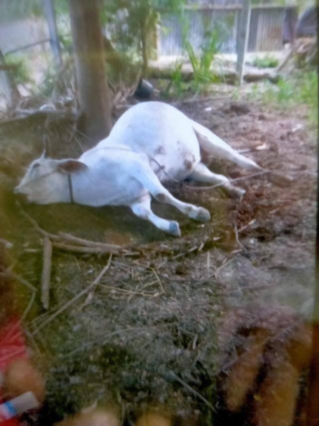 KoPyae86's tweet photo. SAC conducted brutal assaults in Innpat &amp; BaOh villages of #Sagaing #KhinU Tsp on Oct22,at least 5 DEAD including 3 BaOh villagers.The houses were vandalized,valuables looted &amp; killed livestocks. #WhatsHappeningInMyanmar #Oct23Coup  #ASEAN_EngageWithNUG  https://t.co/g2P3Pc22n2