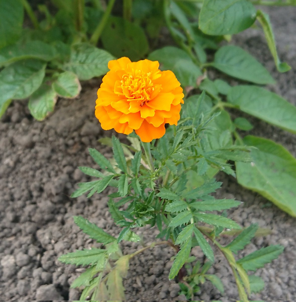 はじめての繭期 Twitter 搜尋 Twitter はじめての繭期 Twitter 搜尋 Twitter