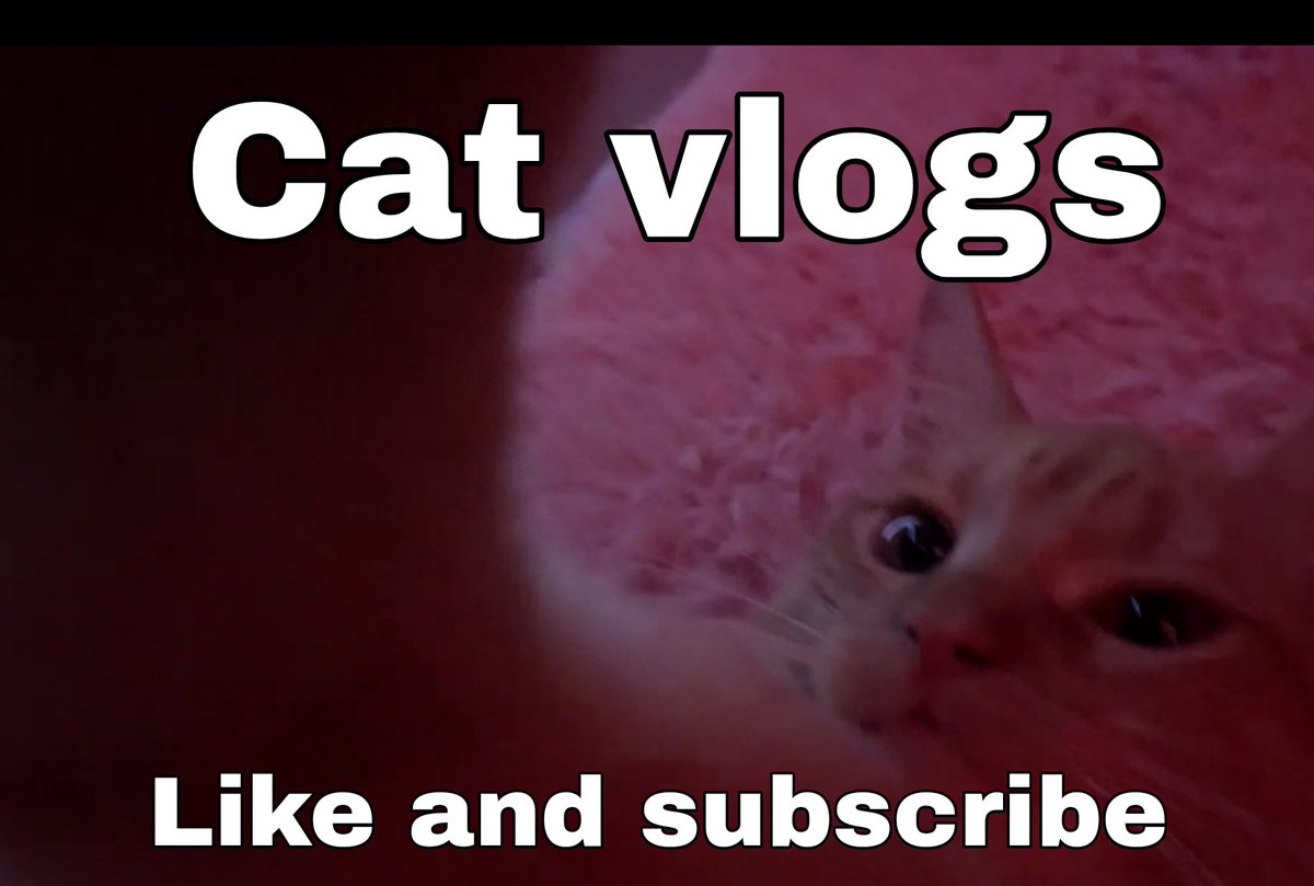 catlolblast's tweet photo. Cat vlogs https://t.co/NbAmq6Pnw6