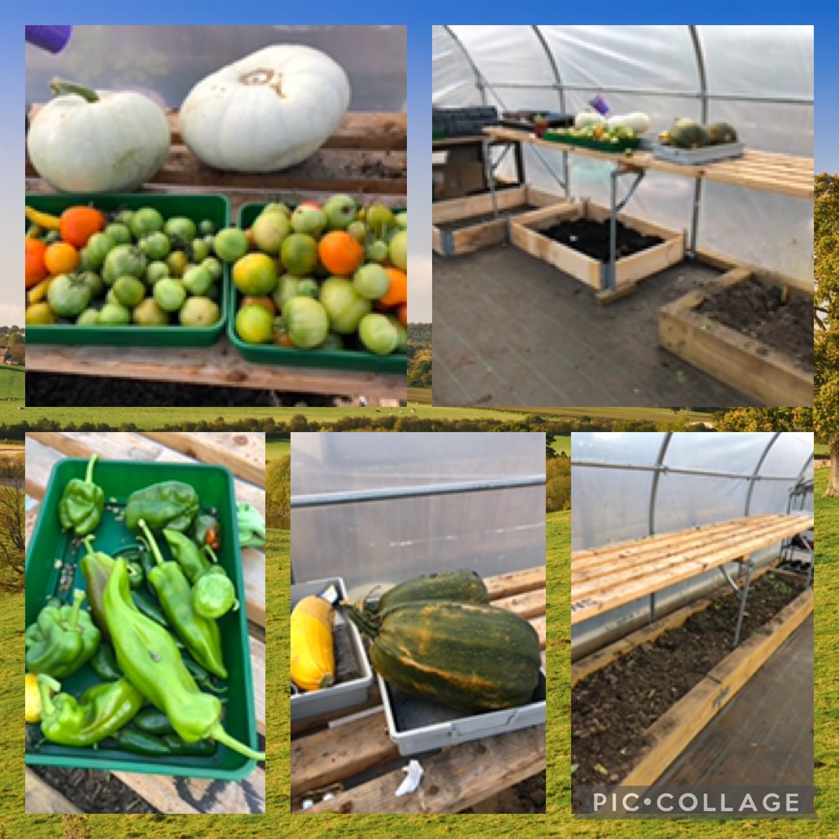 The P5 Gardening Club <a href="/ST_NINIANS_PS/">St Ninians Primary School Stirling</a> cleared the polytunnel to get it ready for autumn &amp; winter planting.  They harvested pumpkins, courgettes, peppers, chillis, tomatoes #stninplaygroundproject <a href="/ScotGovNetZero/">Net Zero Scotland</a>
 #HealthyEating  #learningforsustainability
<a href="/StirlingCouncil/">Stirling Council</a>