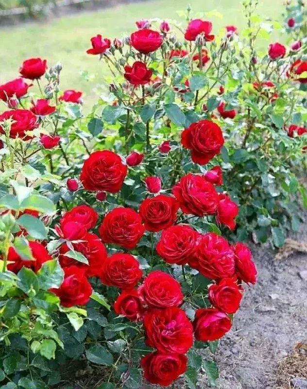 PowerBoard13's tweet photo. মানুষ আমরা যদি ন্যায় অন্যায় বিবেচনা করে কাজ করতাম তবে অন্যায় থাকত না। আর আদালত বিচার যদি সঠিক করত। তবে মানুষ বিচার দিতে আদালত। একমাএ মহান বিচারক যিনি সেই সৃষ্টি কতা কাছে নালিশ  করিবো। https://t.co/Fjpy0YbL9L