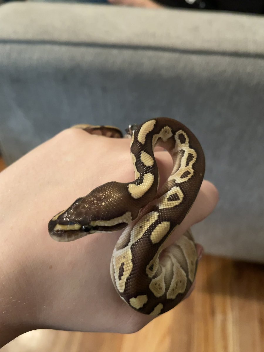 bloodlustelf's tweet photo. Look at this lil cutie 🥰🐍 I love his little heart shaped spots 🥺❤️ #ballpython #butterballpython https://t.co/Z1WGIEwNnG