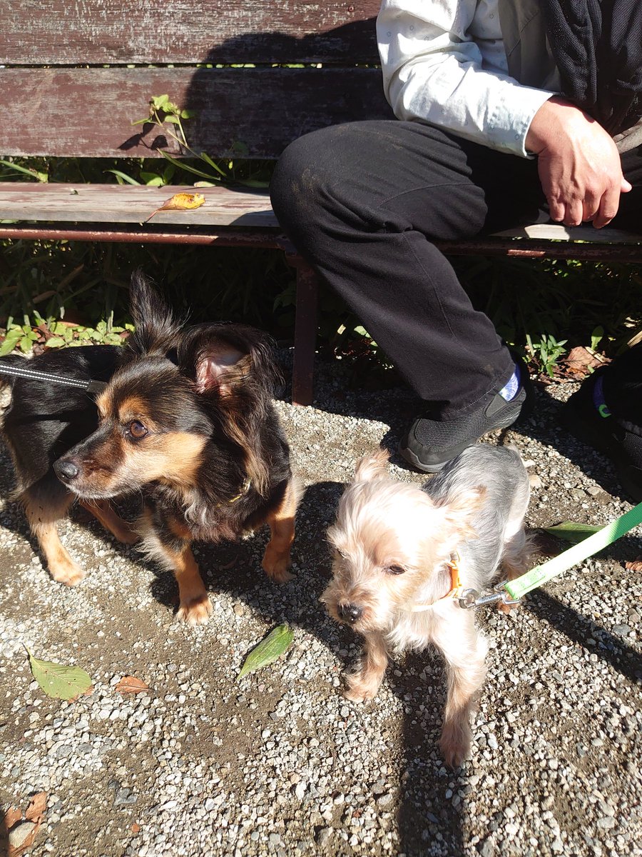 3879miya's tweet photo. ５年前に迷子犬だったワンコ、元気です。チワックスかな。 https://t.co/wEe7HM7BPk