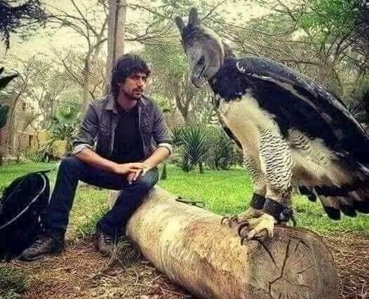 RAmbagala's tweet photo. Harpy උකුස්සා...

බ්‍රසීලයේ හා පැපුවා නිව්ගිනියාවේ දකින්න ලැබෙන මේ උකුසු විශේෂයේ ස්වරූපය විටක මිනිසුන් බිය ගන්වන සුලුයි. කුසගිනි වූ විට දෙවරක් නොසිතා මනුෂ්‍යයෙකුට වුවද පහර දෙන මෙම උකුස්සන් දරුණු මෙන්ම විශාල පක්ෂීන් කොට්ඨාශයක් ලෙසයි සැලකෙන්නේ.

උපුටා ගැනීමකි. https://t.co/ydf30ZkDbr