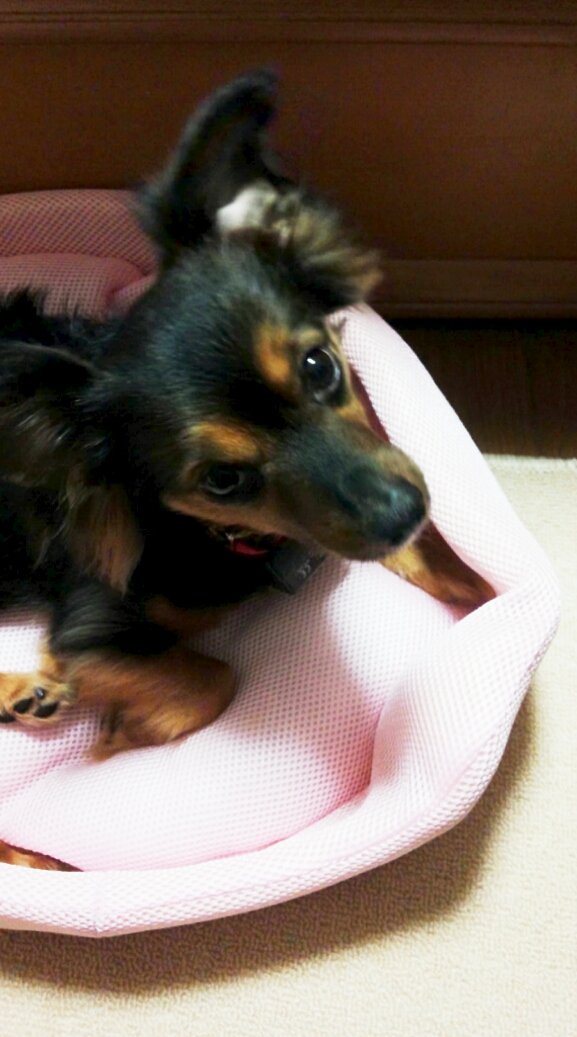 3879miya's tweet photo. 2016年の時のワンコ。迷子犬でした。２歳くらいの人懐っこくてわんぱく抱っこ大好き、とても可愛い https://t.co/LoRORSTM3U