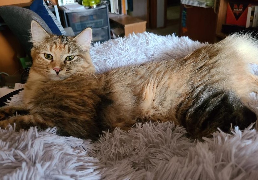 Brezhnev's Brows (Jes) tweet media