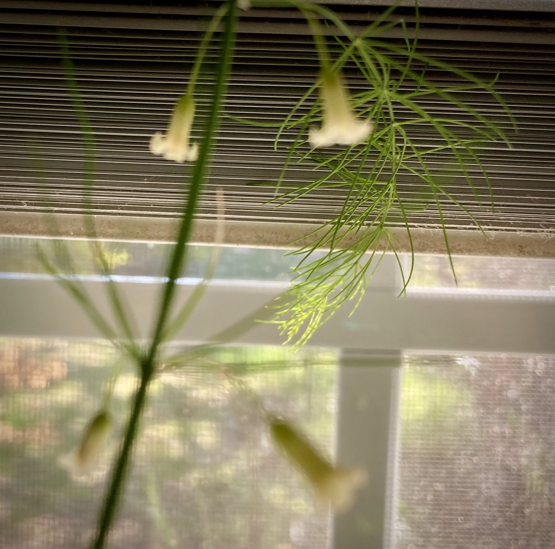 アスパラガスの花 Twitter Search Twitter