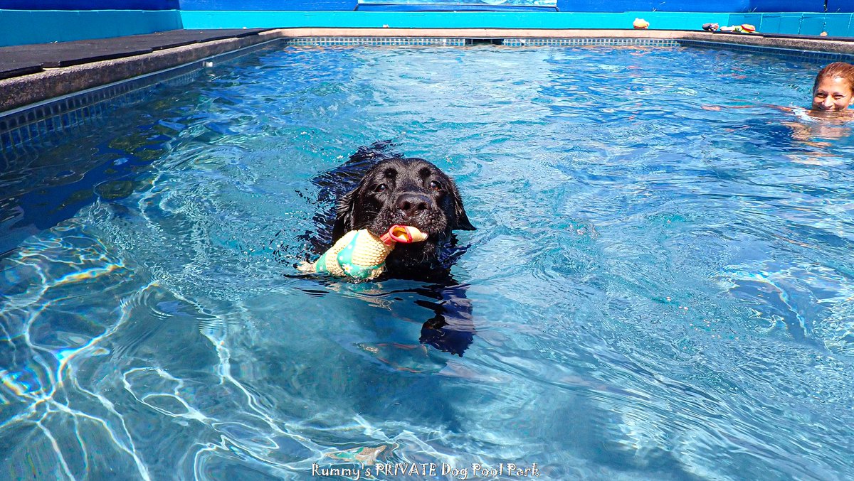 RealRummys's tweet image. English Labrador, scared to swim at home, came to Rummy&apos;s #rummysbeachclub #safefordogs #dogswimlessons #timefordogs #swimclassfordogs #swimmingdoggo #swimmingdoggy #swimmingdogs #doggieswim #doglessons #dogclass #dogclasses #doglessons #swimmingholesoftexas #dogswim #swimdog