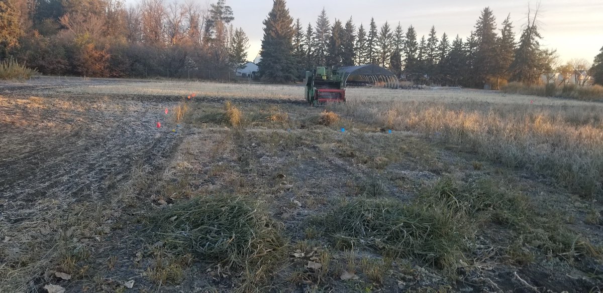Sask_Agroforest's tweet photo. It was almost the perfect week to do some work in the #switchgrass plots. https://t.co/BTemZNbeBG