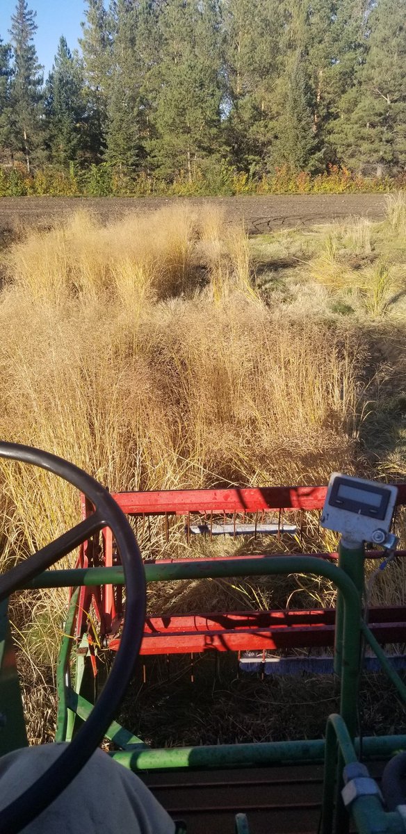 It was almost the perfect week to do some work in the #switchgrass plots.