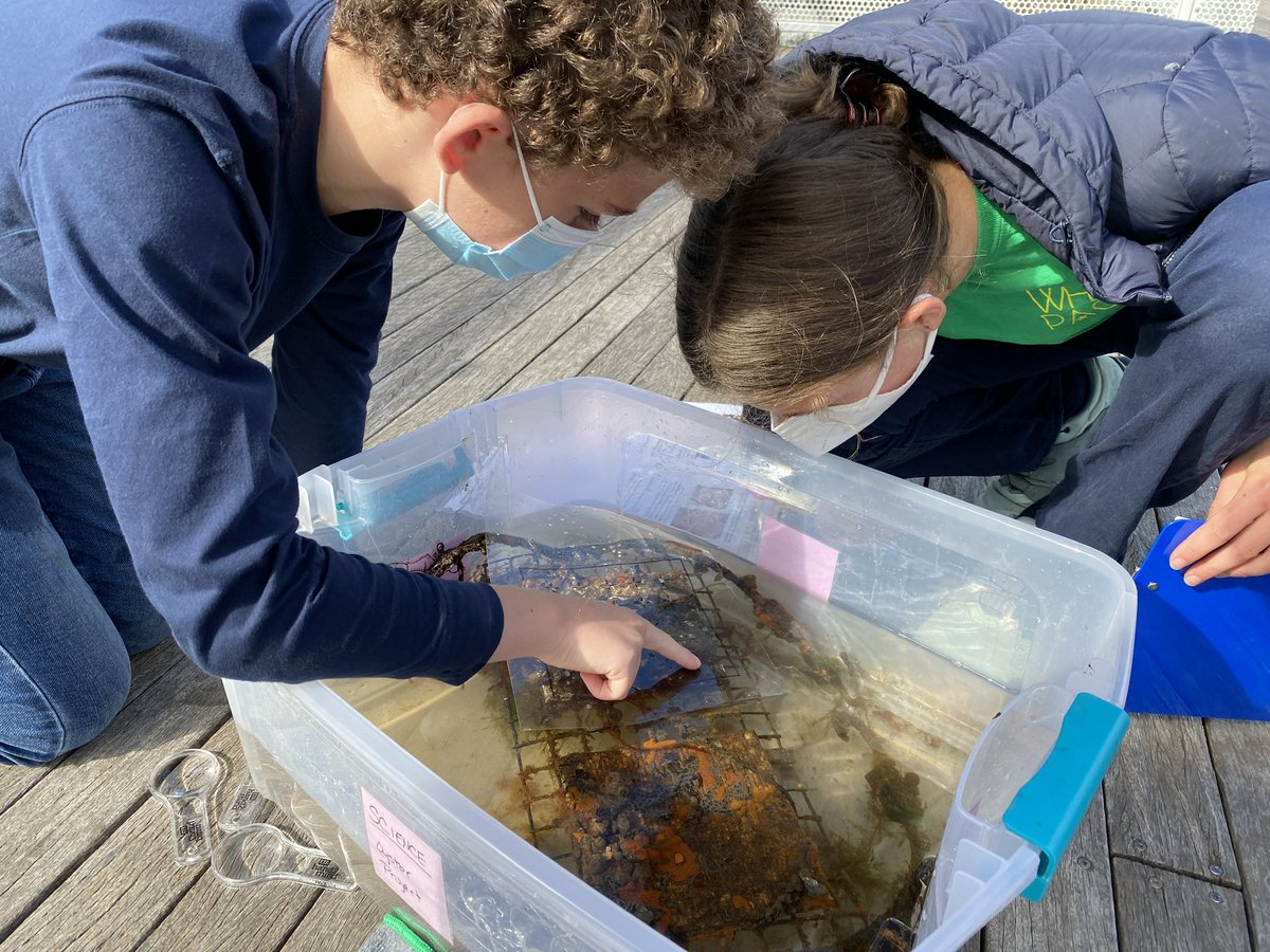 TheTownSchool's tweet photo. 6th graders collecting data for the @BillionOyster last week! Students examined, cleaned and measured the oysters; recorded water and weather conditions; and observed and recorded the organisms cohabitating in the oysters’ cage. #science #realworld #joywithpurpose https://t.co/GVEFsza1tN