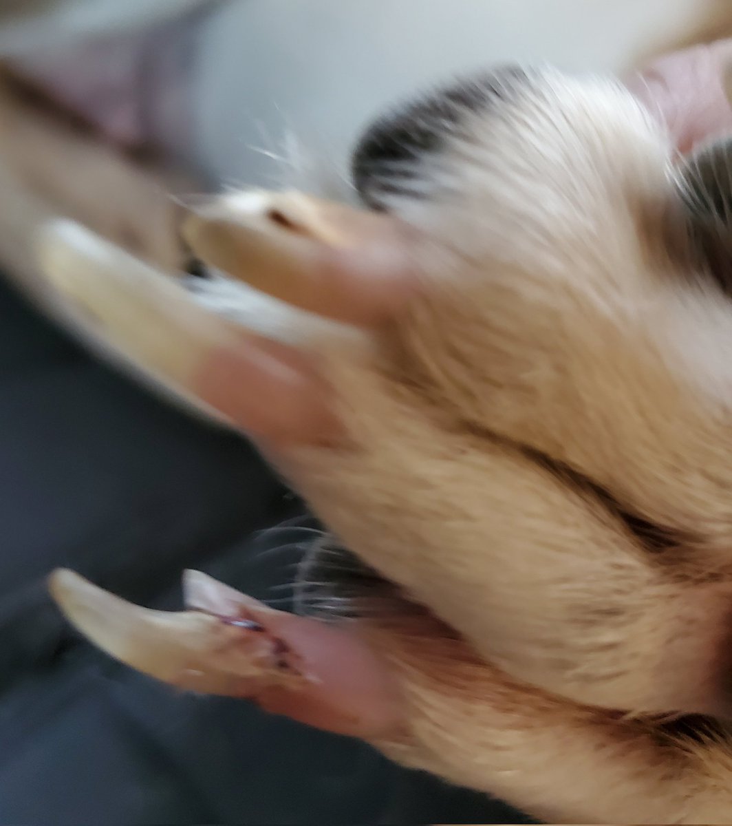 RubyDawgOffcial's tweet image. Broke mah nayl dis week. Dats not fun! Ah don lyk gettin mah nayls klipt, soe day git tu long. Went to da vet. Ah don lyk da vet. Day say hu-dad needs tah git dem klipt more oftun tah keep me frum havin dees ishues. Ah don lyk it!
----------
#doghealth #Rubydawg #DogsofTwittter