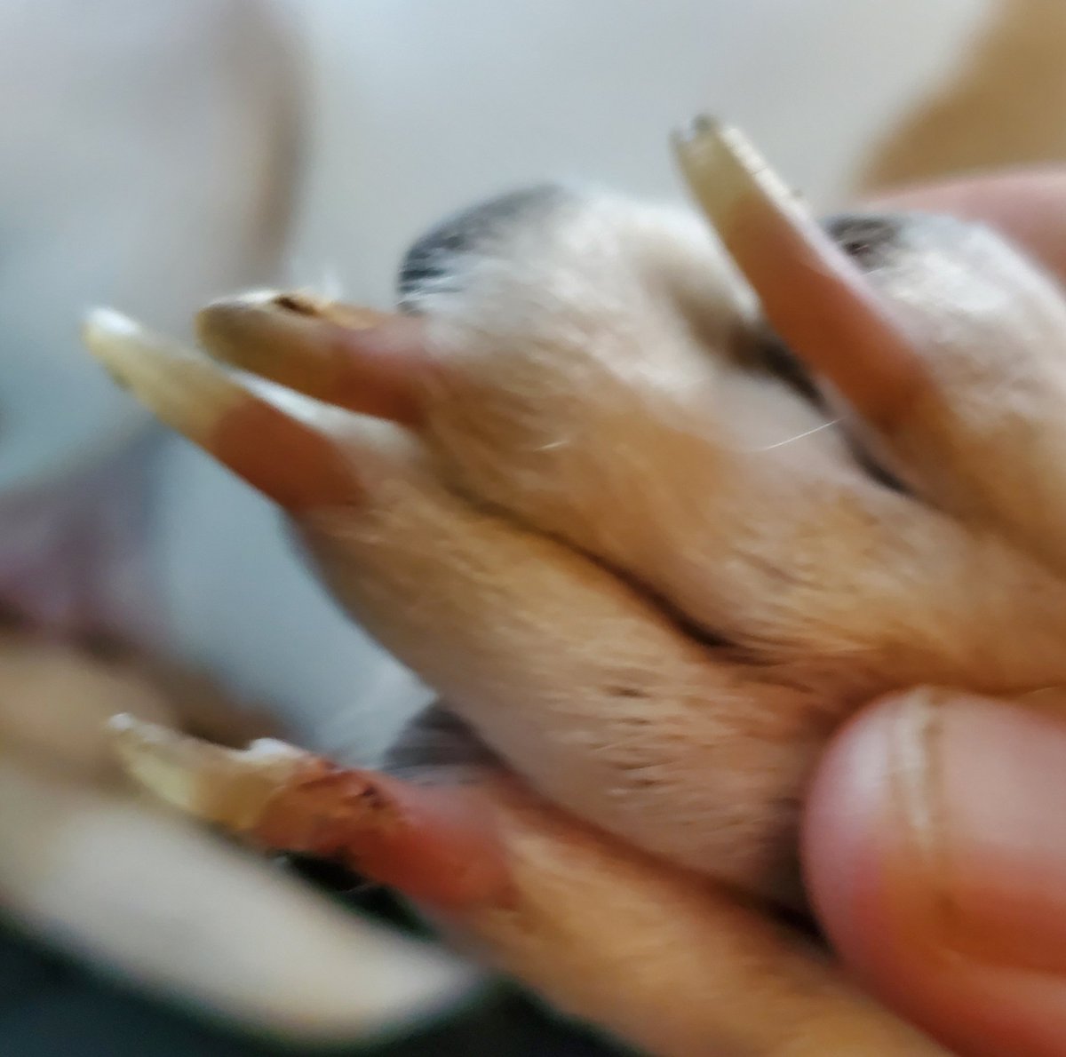 RubyDawgOffcial's tweet image. Broke mah nayl dis week. Dats not fun! Ah don lyk gettin mah nayls klipt, soe day git tu long. Went to da vet. Ah don lyk da vet. Day say hu-dad needs tah git dem klipt more oftun tah keep me frum havin dees ishues. Ah don lyk it!
----------
#doghealth #Rubydawg #DogsofTwittter