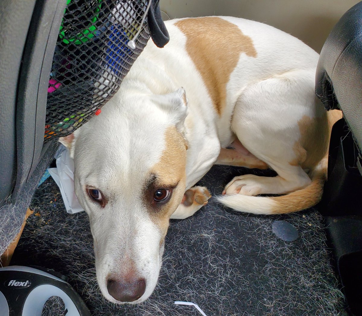 RubyDawgOffcial's tweet image. Broke mah nayl dis week. Dats not fun! Ah don lyk gettin mah nayls klipt, soe day git tu long. Went to da vet. Ah don lyk da vet. Day say hu-dad needs tah git dem klipt more oftun tah keep me frum havin dees ishues. Ah don lyk it!
----------
#doghealth #Rubydawg #DogsofTwittter