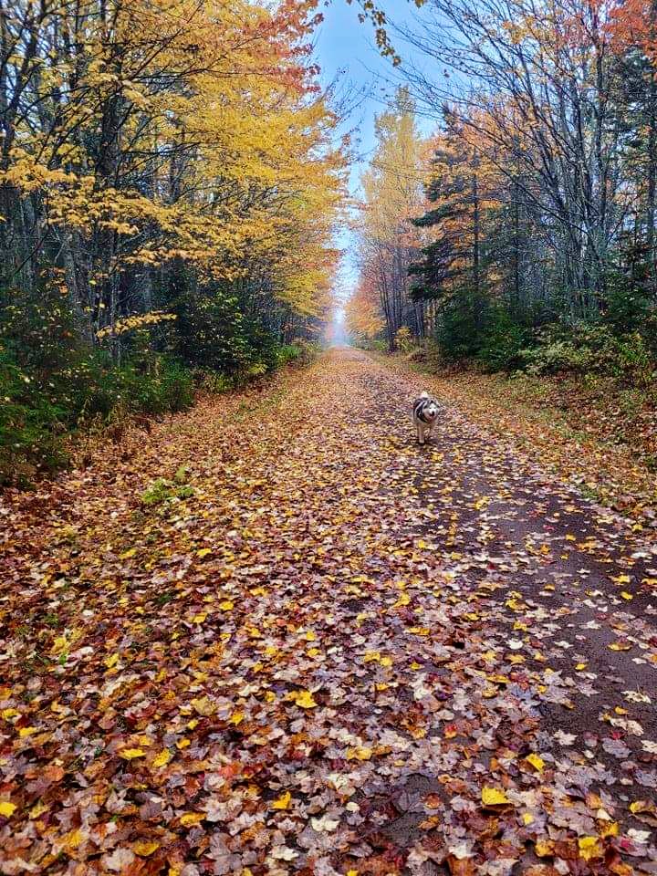nxkimb's tweet photo. PEI’s Autumn🍂🍁🐾 #pei #canada #husky #2021 https://t.co/EYHNR4YfK5