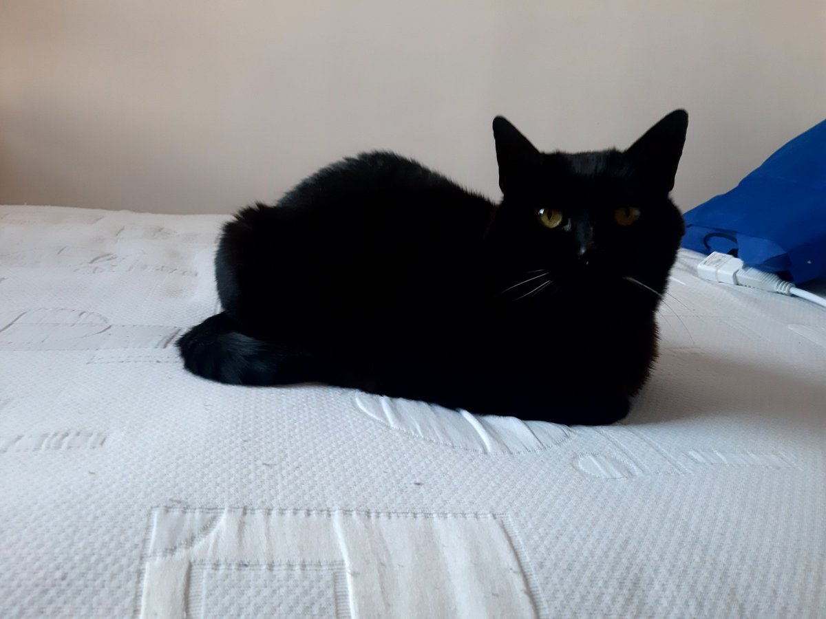 pablo_shadow's tweet photo. @MascotasCaracol Un mito es que las personas con cabello largo les hacen daño a los gatos negros y no. Acá esta mi hermosa Tarja https://t.co/qVnVmLjkJA
