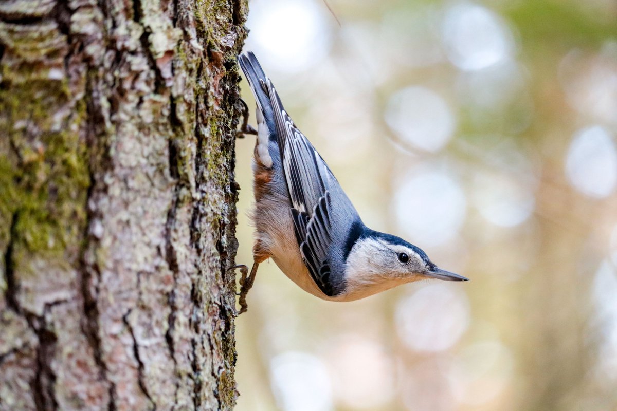 GlaszArtcom's tweet photo. Just another day out in the woods photographing one of my bird buddies. #WhiteBreastedNuthatch #Nuthatch #Birds #Nature #BirdPhotography #NaturePhotography #BirdWatching #BirdsInMaine #FallBirdWatching #Fall #Maine https://t.co/zrIh9pYPkT