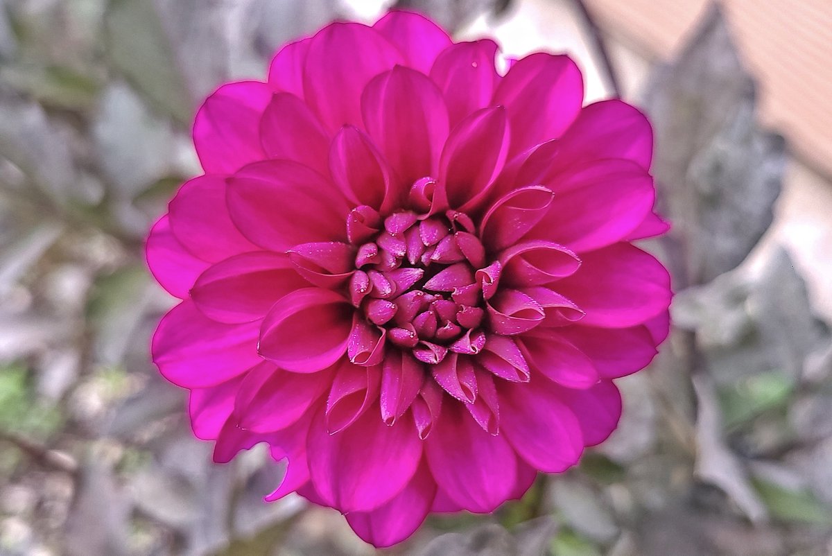 LovelyEarthS's tweet photo. The colorful and captivating dahlia flower in October.
#OctoberDahlia #DahliaFlower #FallFlower #AutumnDahlia #FallDahlia #OctoberFlower #LovelyEarthSociety https://t.co/gOTUiiljmi