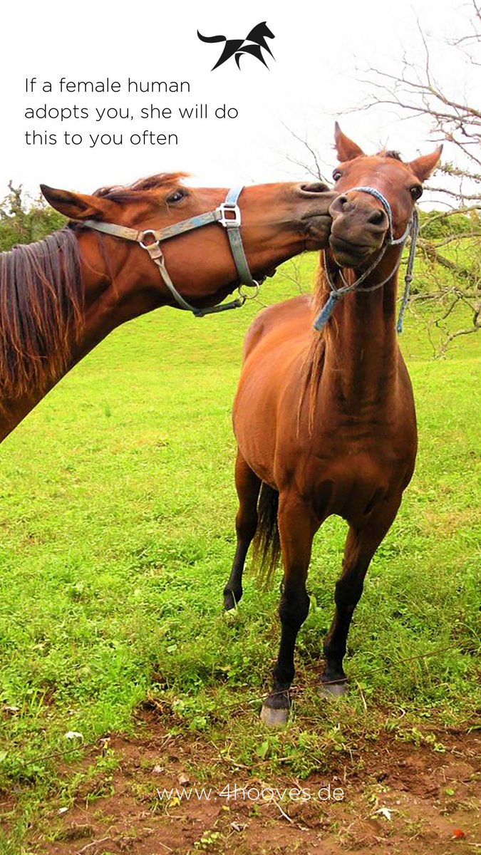 Do you kiss your horse? 😘
.....
#ad #friendson4hooves  #equestrian #marketplace #shop4hooves