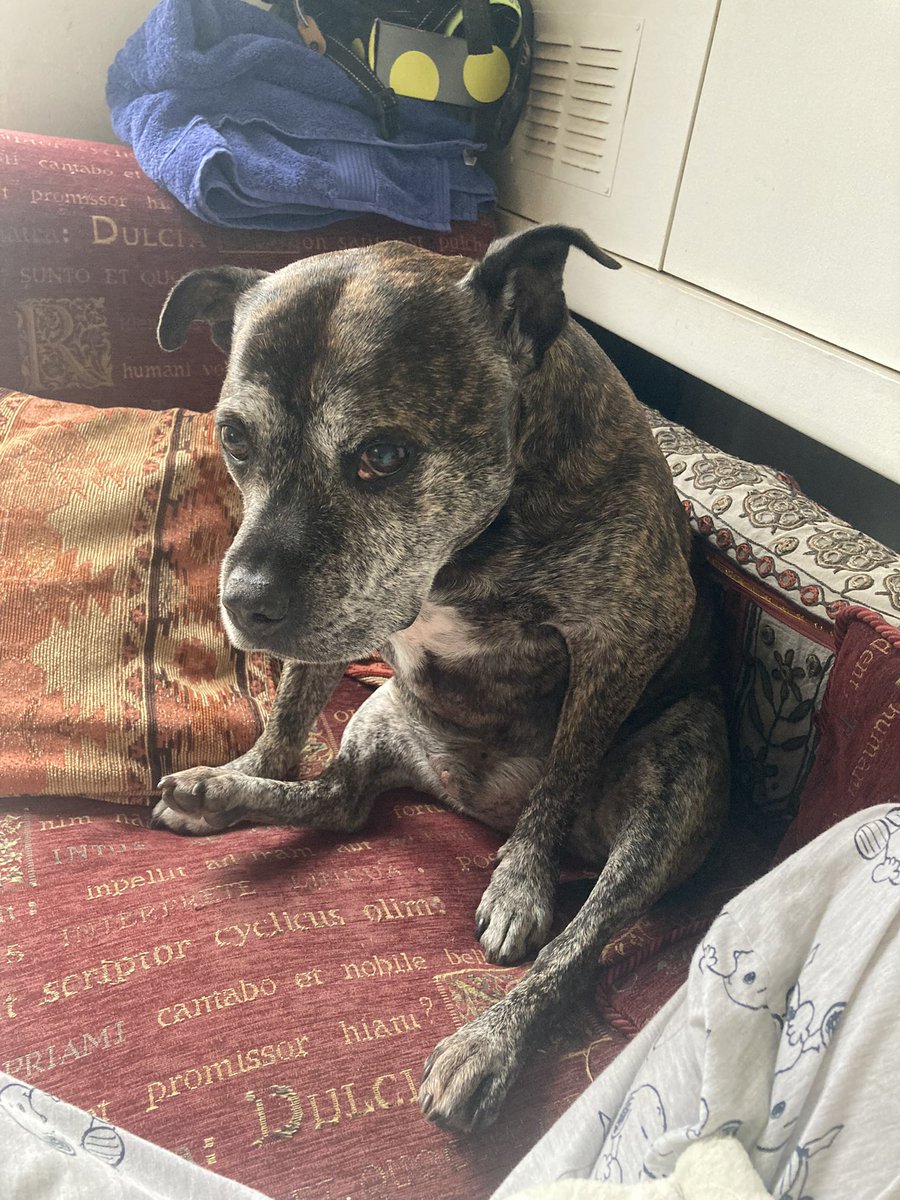 odiestaffie's tweet photo. My doglet has cancer, he’s quite ill …he still stares at my food like it’s God 🤦🏻‍♀️.. 
#AdoptDontShop #DogsofTwittter #StaffieSaturday #foodlove #truelove #ihatecancer https://t.co/kagSpJWhXY