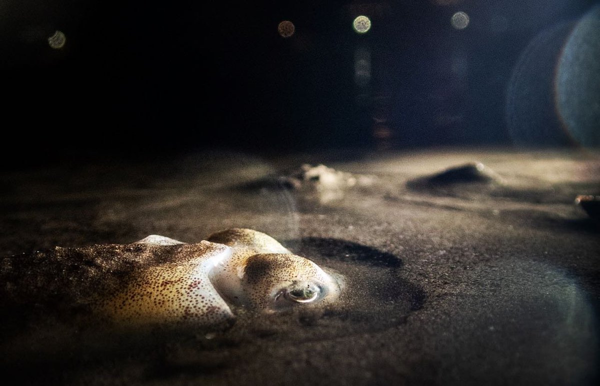 Shaunak Modi tweet media