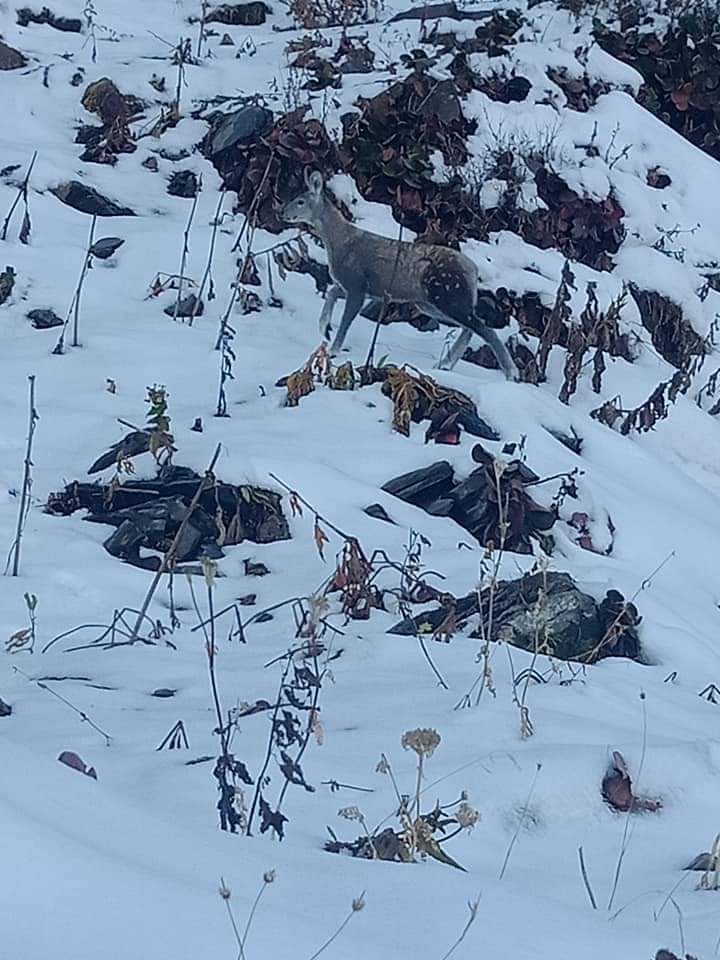 Amazing Photograph of the #Himalayan Musk Deer shoted during a #wildlife survey Near arangkel village #NeelumValley Azad #Kashmir, According to the survey, the number of #MuskDeer has increased in this area