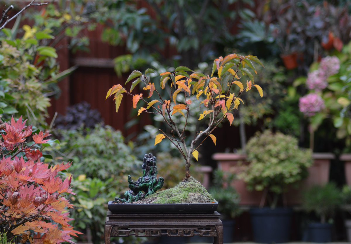 Shek_Bonsai's tweet photo. Prunus nipponica kurilensis Brilliant
櫻花~ 輝煌 https://t.co/9P3u2aLWGm