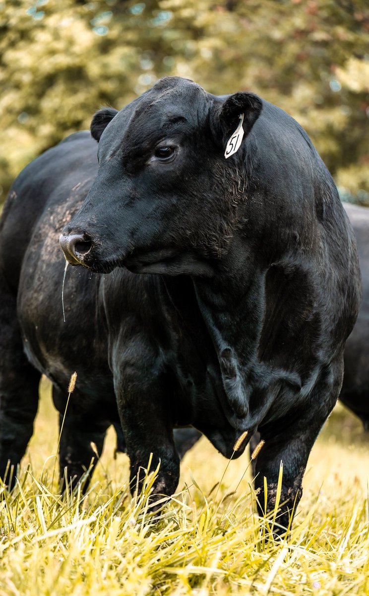“𝐋𝗼𝗼𝐤𝐢𝐧𝐠 𝐓𝗼𝐰𝐚𝐫𝐝𝐬 𝐋𝗼𝐯𝐞”

..........Across the fence 

#love #fall #ranching #angus #ranching #cattle #cattledog #agriculture #horseback #agro #bulls #familyfarm #heritage #Halloween