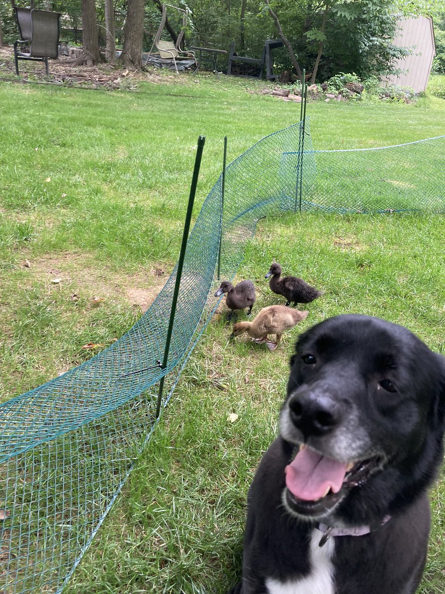 @humorandanimals It’s an important job. This is Lucy watching over Venus, Neptune and Terra.