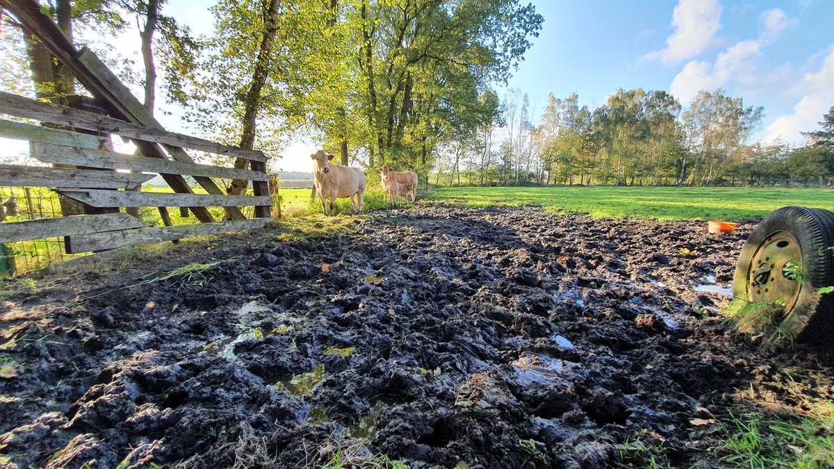 brewbart's tweet photo. #GrooteHeide en #Leenderbos https://t.co/JWOD5zxVic